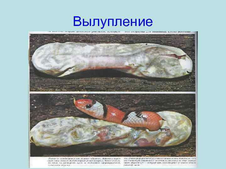 Вылупление 