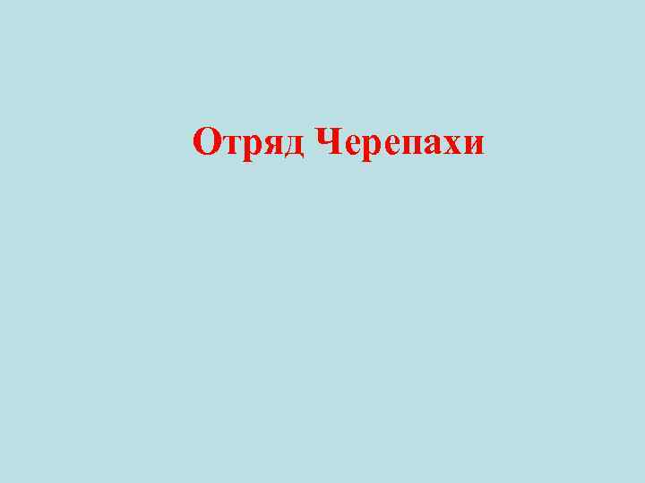 Отряд Черепахи 