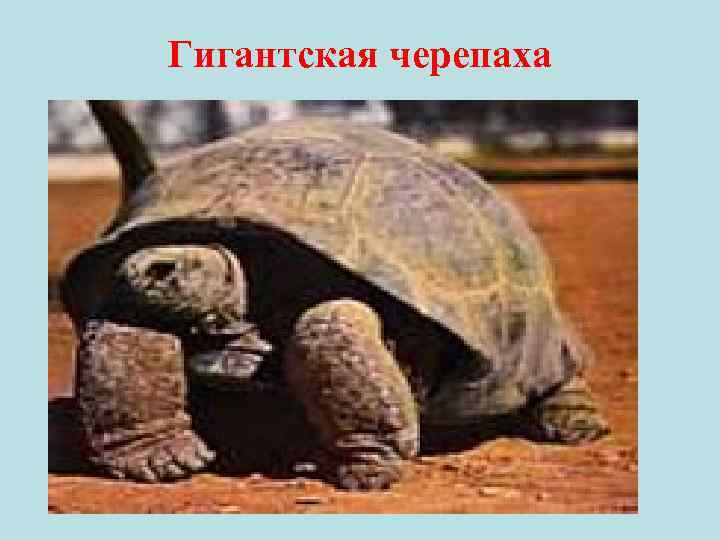Гигантская черепаха 
