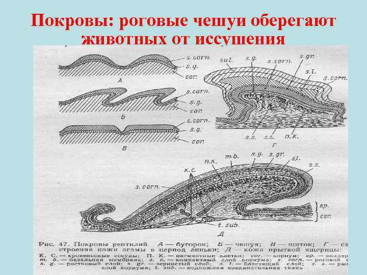 Внешний покров рептилий