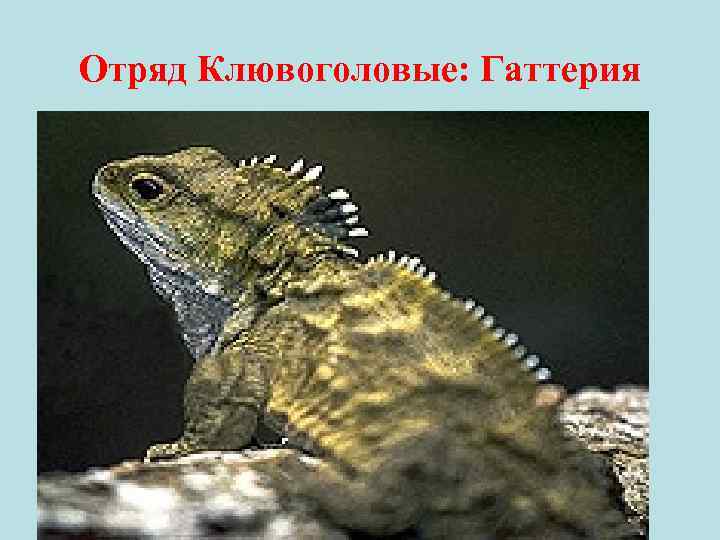 Отряд Клювоголовые: Гаттерия 
