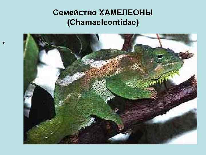 Семейство ХАМЕЛЕОНЫ (Chamaeleontidae) • 