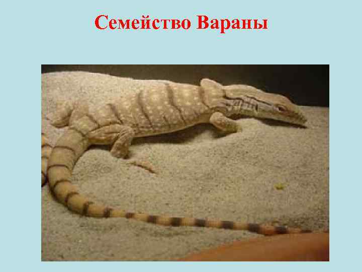 Семейство Вараны 