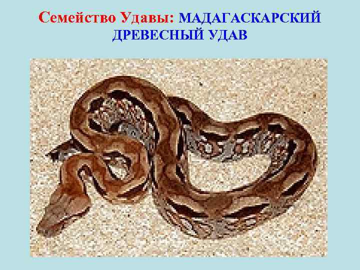 Семейство Удавы: МАДАГАСКАРСКИЙ ДРЕВЕСНЫЙ УДАВ • ) 