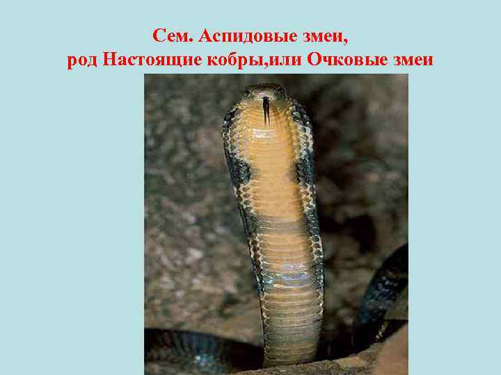 Сем. Аспидовые змеи, род Настоящие кобры, или Очковые змеи 