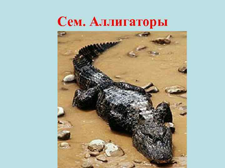 Сем. Аллигаторы 