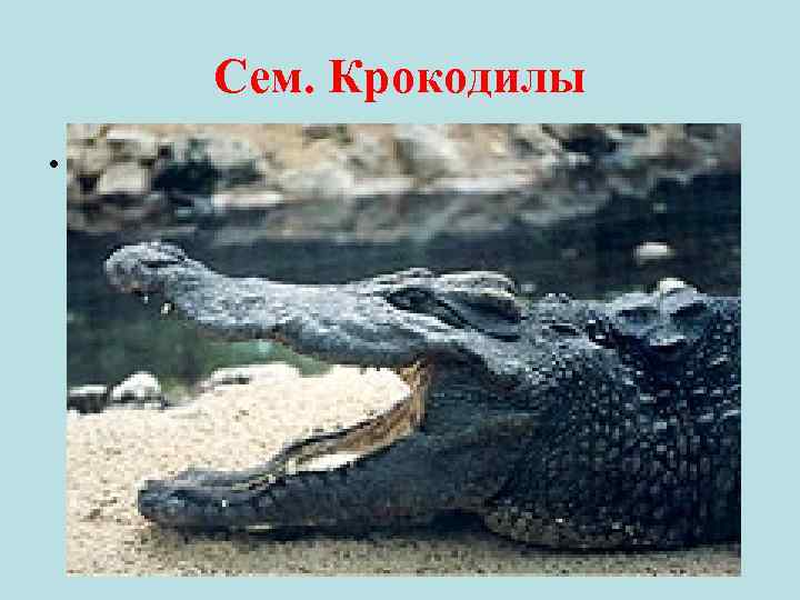 Сем. Крокодилы • 