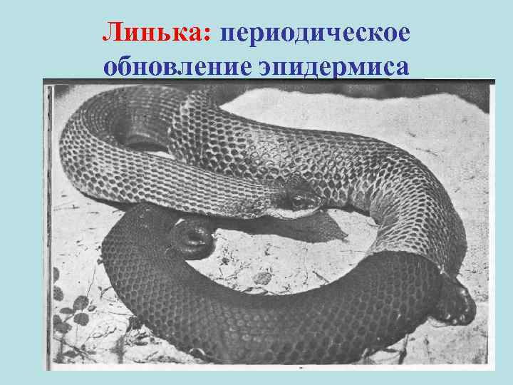 Линька: периодическое обновление эпидермиса 