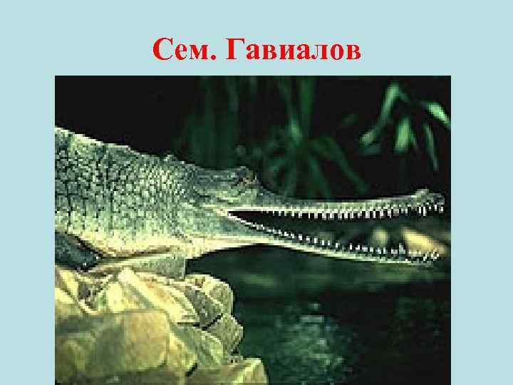 Сем. Гавиалов • 