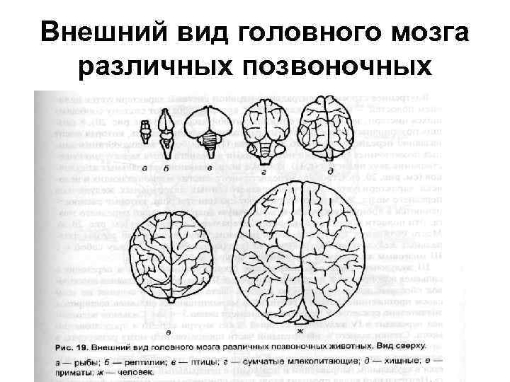 Внешний вид головного мозга различных позвоночных 