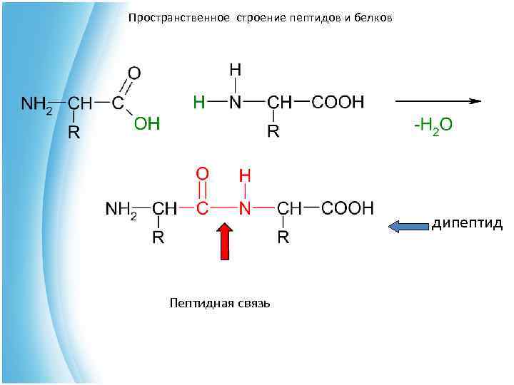 Схема образования дипептида