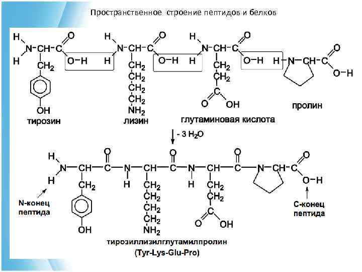 Пространственное строение пептидов и белков 