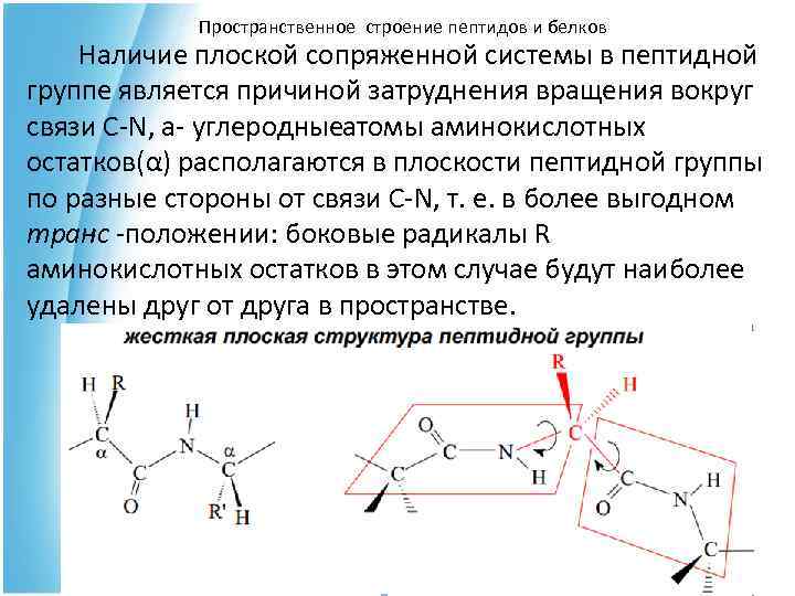 Пространственное строение пептидов и белков Наличие плоской сопряженной системы в пептидной группе является причиной