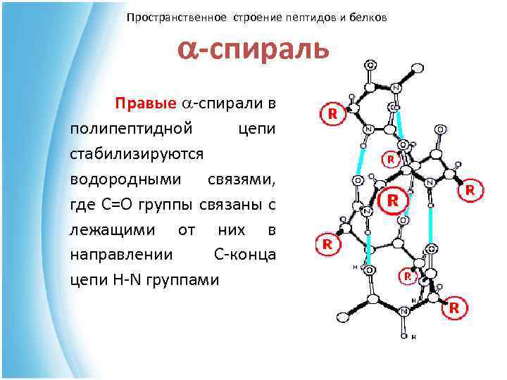 Структура пептидной связи