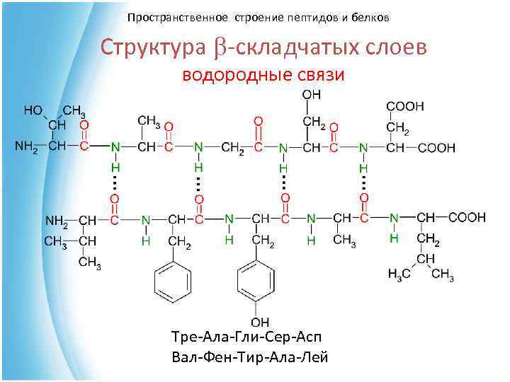 Белки и пептиды презентация