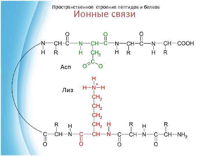 Гли ала. АСП гли Лиз пептид. Пептид фен АСП Лиз. Пептида Лиз-ала-гли-АСП. Трипептид ала -АСП -Лиз формула.