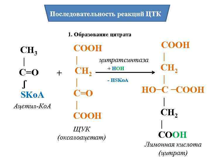 Последовательность реакций ЦТК 1. Образование цитрата СН 3 | С=О ʃ SKo. A Ацетил-Ко.
