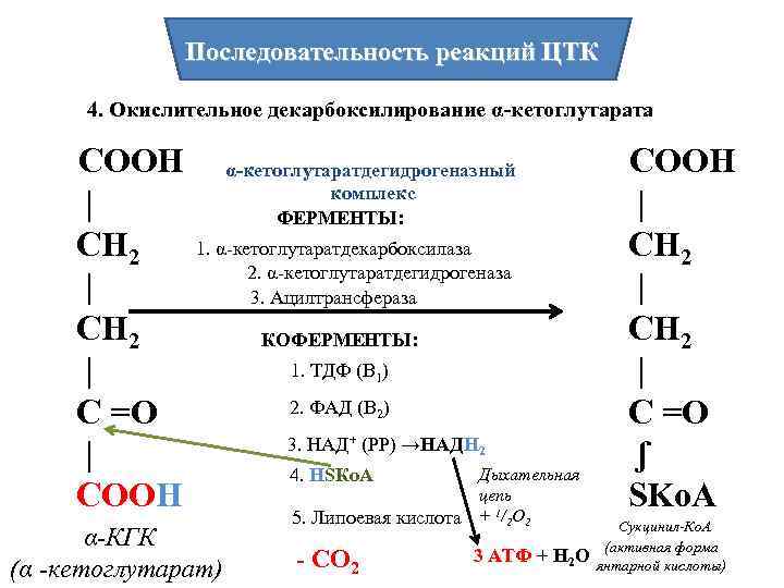 Последовательность реакций ЦТК 4. Окислительное декарбоксилирование α-кетоглутарата СООН | СН 2 | С =О