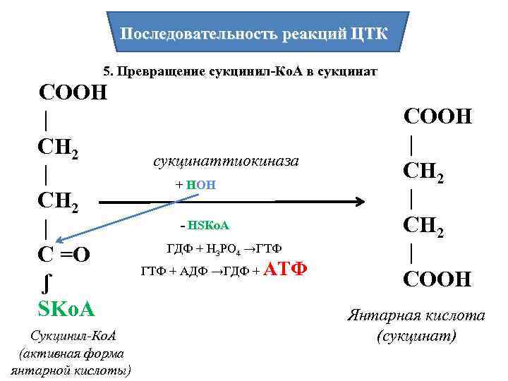 Последовательность реакций ЦТК 5. Превращение сукцинил-Ко. А в сукцинат СООН | СН 2 |