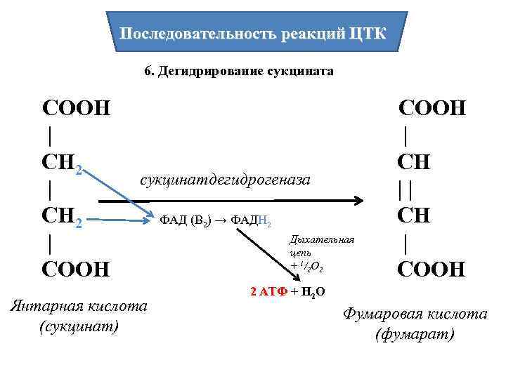 Последовательность реакций ЦТК 6. Дегидрирование сукцината СООН | СН 2 | СООН сукцинатдегидрогеназа Янтарная