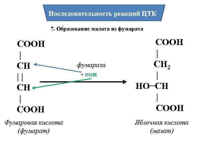 Последовательность реакций ЦТК 7. Образование малата из фумарата СООН | СН | СООН Фумаровая