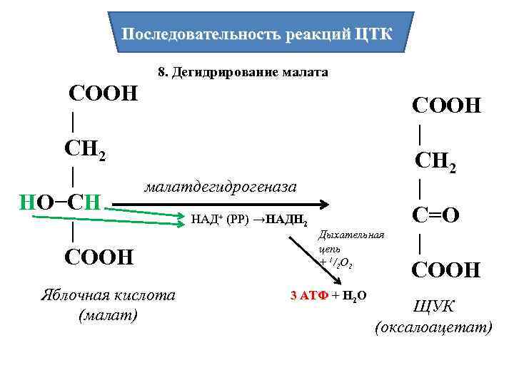 Последовательность реакций ЦТК 8. Дегидрирование малата СООН | СН 2 | малатдегидрогеназа НО−СН НАД