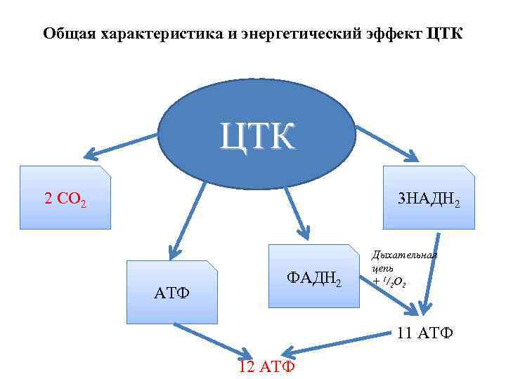 Общая характеристика и энергетический эффект ЦТК 2 СО 2 3 НАДН 2 АТФ ФАДН