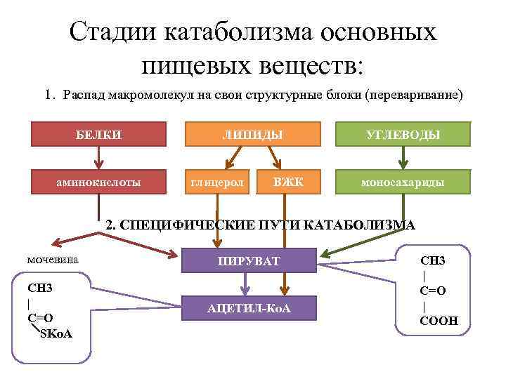 Стадии катаболизма основных пищевых веществ: 1. Распад макромолекул на свои структурные блоки (переваривание) БЕЛКИ