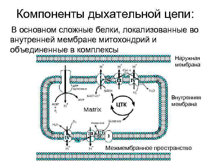 Компоненты дыхательной цепи: В основном сложные белки, локализованные во внутренней мембране митохондрий и объединенные