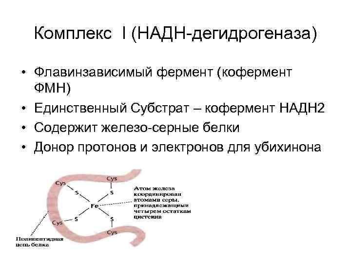 Комплекс I (НАДН-дегидрогеназа) • Флавинзависимый фермент (кофермент ФМН) • Единственный Субстрат – кофермент НАДН