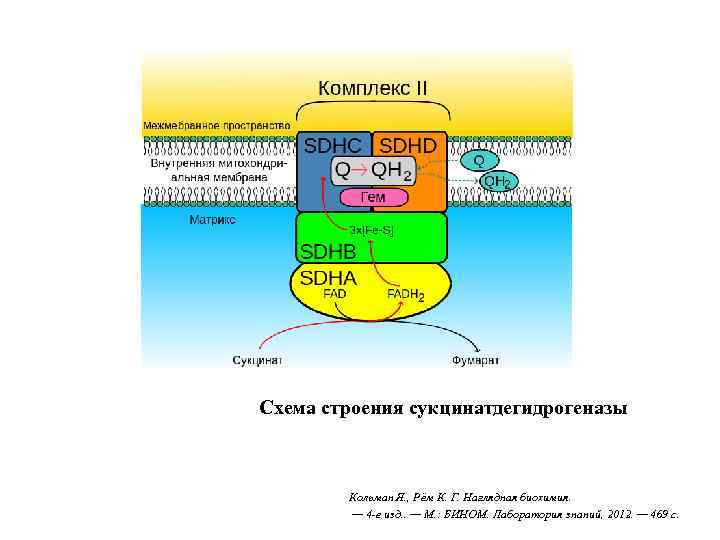 Схема строения сукцинатдегидрогеназы Кольман Я. , Рём К. Г. Наглядная биохимия. — 4 -е