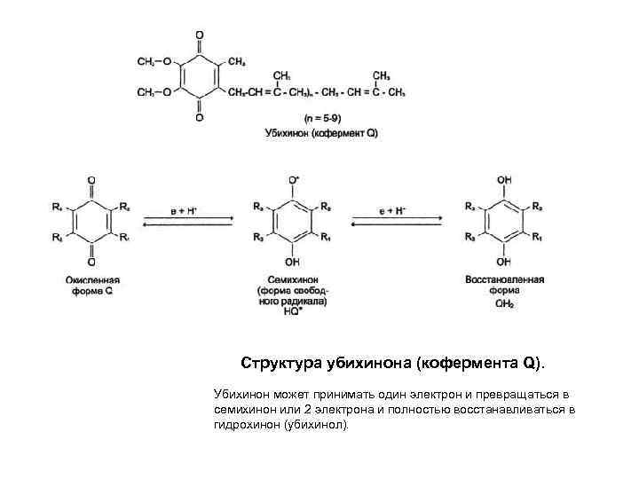Структура убихинона (кофермента Q). Убихинон может принимать один электрон и превращаться в семихинон или
