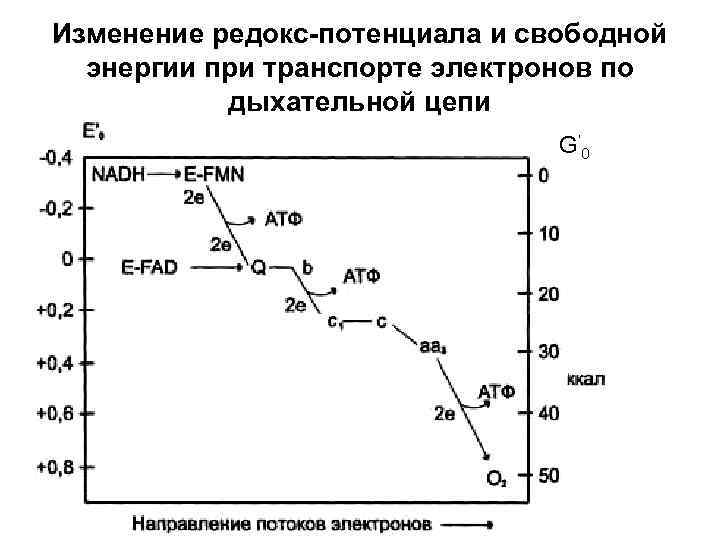 Изменение редокс-потенциала и свободной энергии при транспорте электронов по дыхательной цепи G ‘ 0
