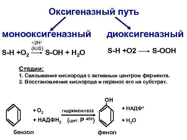 Оксигеназный путь монооксигеназный S-Н +O 2 +2 Н+ (Ко. S) S-OH + H 2
