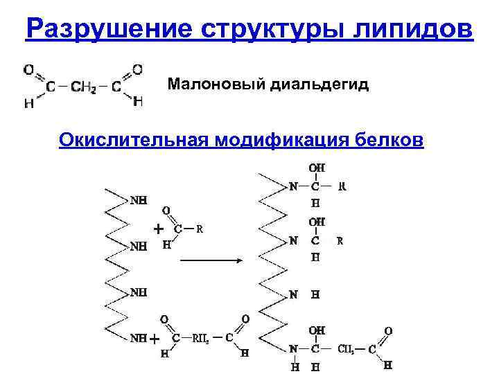 Диальдегид. Структура малонового диальдегида. Модификация липидов, белков. Биологического окисления липидов схема. Окисление диальдегида.