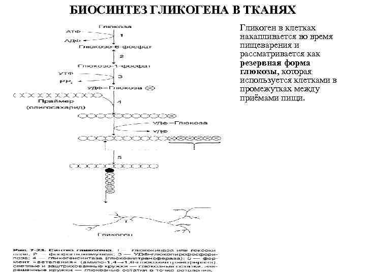 БИОСИНТЕЗ ГЛИКОГЕНА В ТКАНЯХ Гликоген в клетках накапливается во время пищеварения и рассматривается как