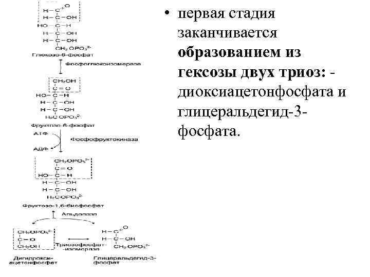  • первая стадия заканчивается образованием из гексозы двух триоз: диоксиацетонфосфата и глицеральдегид-3 фосфата.