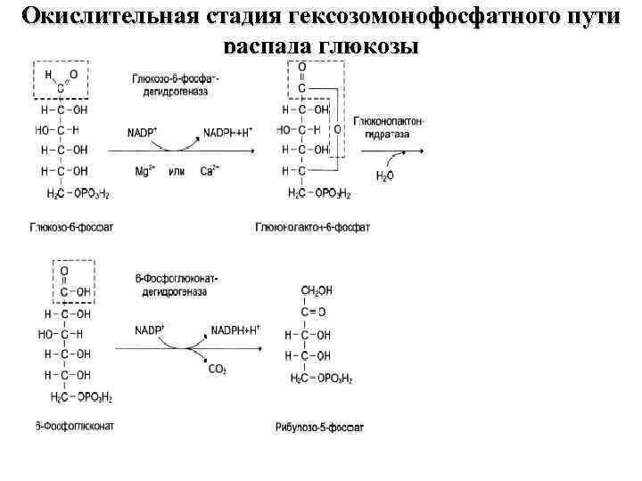 Окислительная стадия гексозомонофосфатного пути распада глюкозы 