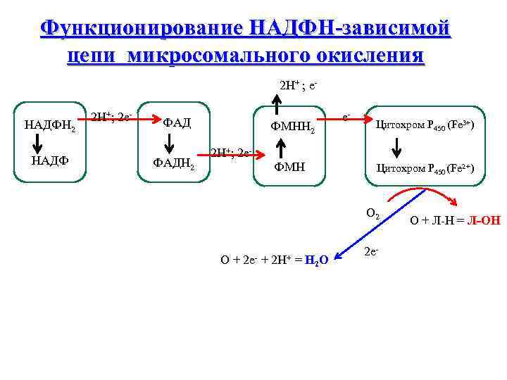 Функционирование НАДФН-зависимой цепи микросомального окисления 2 Н+ ; е. НАДФН 2 НАДФ 2 Н+;