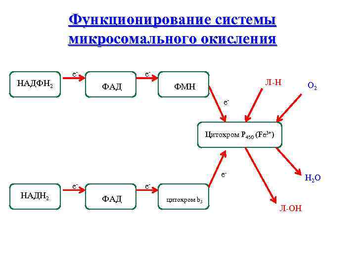 Микросомальное окисление схема