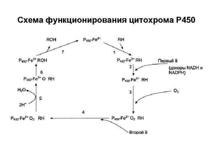 Схема функционирования цитохрома Р 450 