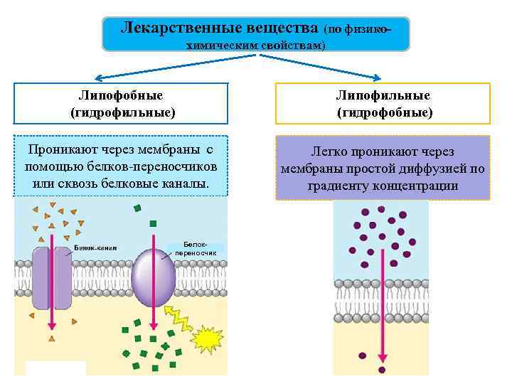 Лекарственные вещества (по физикохимическим свойствам) Липофобные (гидрофильные) Липофильные (гидрофобные) Проникают через мембраны с помощью