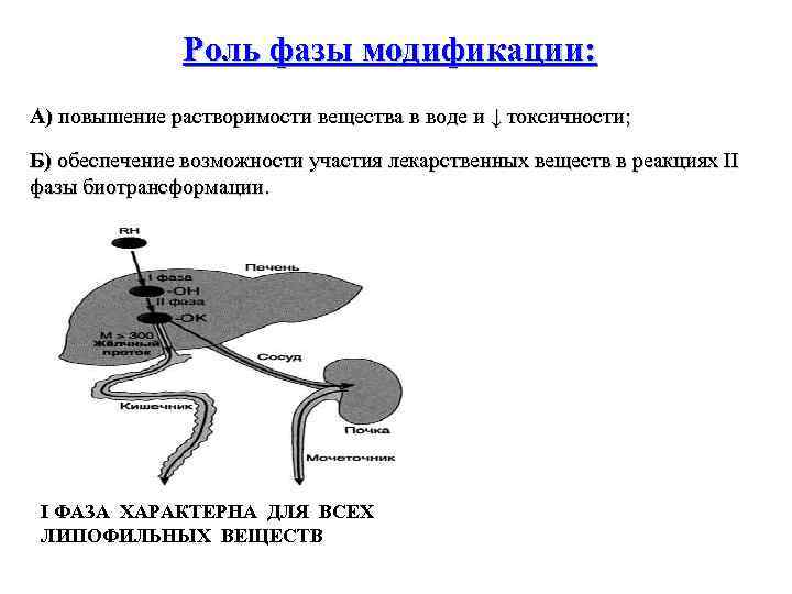 Роль фазы модификации: А) повышение растворимости вещества в воде и ↓ токсичности; Б) обеспечение