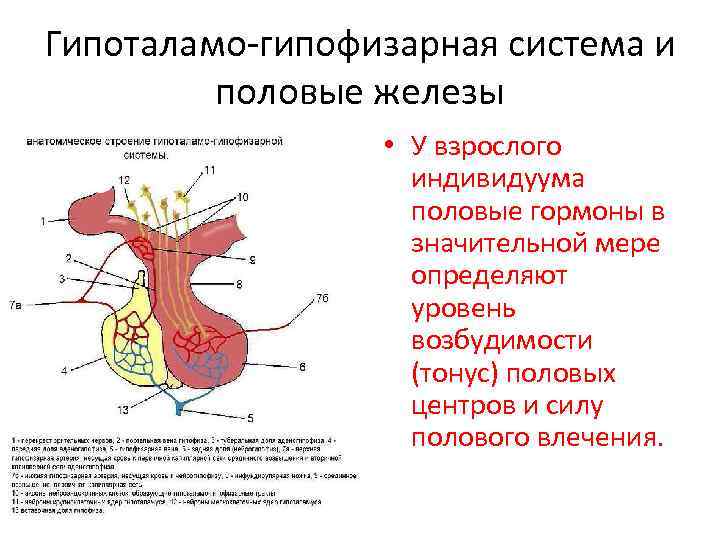 Зарисовать схему саморегуляции выделения гормонов с участием гипоталамо гипофизарной системы