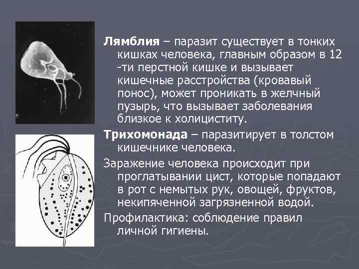 Лямблия – паразит существует в тонких кишках человека, главным образом в 12 -ти перстной