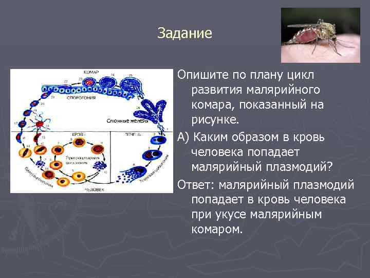 Задание Слюнные железы Опишите по плану цикл развития малярийного комара, показанный на рисунке. А)