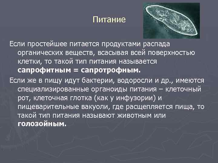 Питание Если простейшее питается продуктами распада органических веществ, всасывая всей поверхностью клетки, то такой