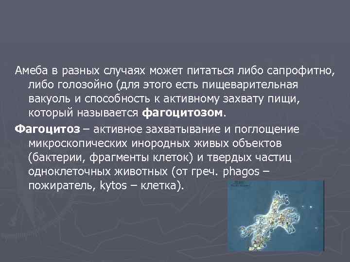 Амеба в разных случаях может питаться либо сапрофитно, либо голозойно (для этого есть пищеварительная