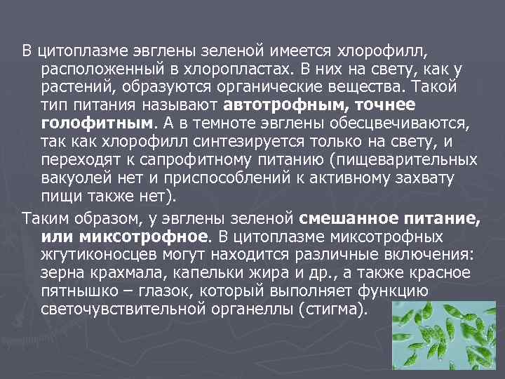 В цитоплазме эвглены зеленой имеется хлорофилл, расположенный в хлоропластах. В них на свету, как