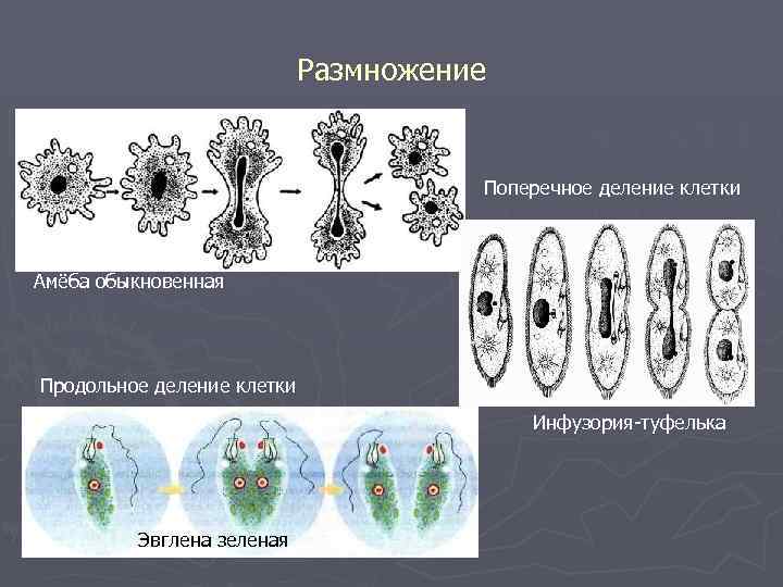 Размножение Поперечное деление клетки Амёба обыкновенная Продольное деление клетки Инфузория-туфелька Эвглена зеленая 